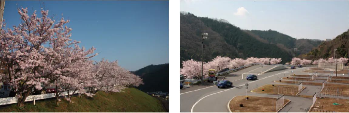 桜の木130本をコース周辺に植樹